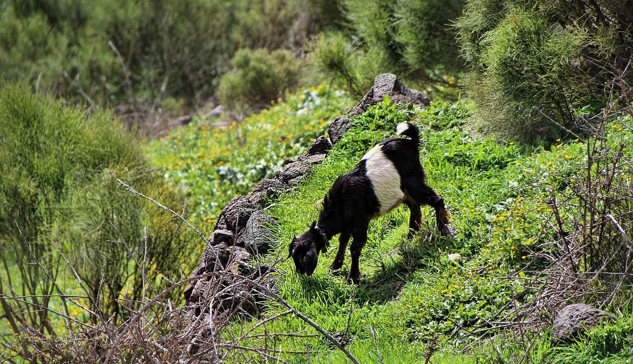 Cabras de Canarias
