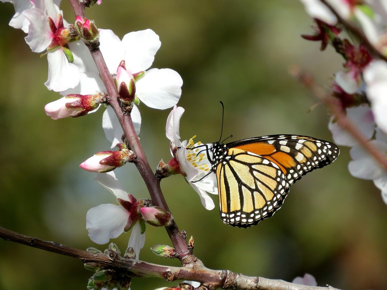 Senderos de los almendros en flor